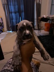 Meet Delilah! An American blue brindle bully pup!