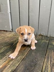 Meet Cow! A male red Merle bully pup.