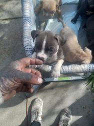 American bully puppies