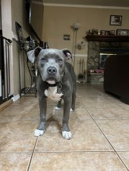 6 month old American bully puppy