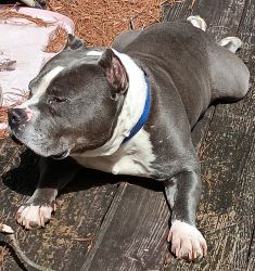 Looking to breed my Bully