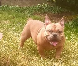 American bully for rehome