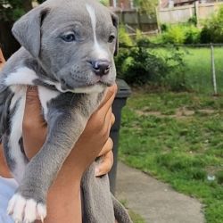 Must go puppies for sale