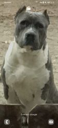 Classic American bully puppies