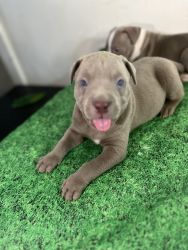 Xl American bully Lilac tri puppies 1 month
