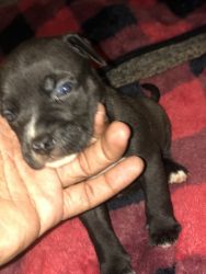 6 Puppies for sale