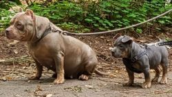 Female american bully ready for the perfect family