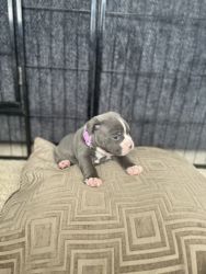 Micro Bully puppies