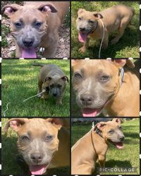 2 PUPS LOOKING FOR FOREVER HOME