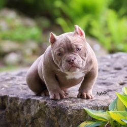 Micro Bully Puppies