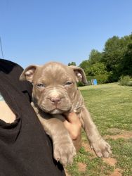 Pocket bully pups males only