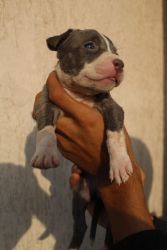American bully Pups for sale!!!