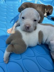 American bully puppies almost ready to go