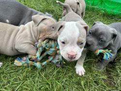 ABKC EXOTIC EXTREME POCKET AMERICAN BULLY PUPPIES!