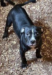 American bully puppies discounted