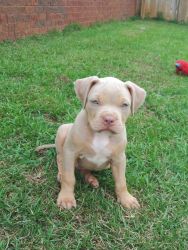 Tricolor American Bully Puppies