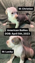 American Bully Puppies Full Breed