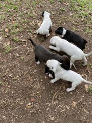 Bully and pit pull puppies for sale