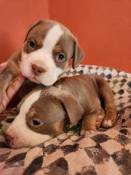 Adorable New Litter of American Bullies