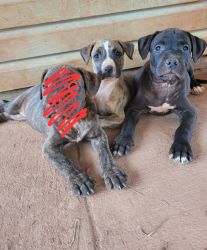 11 week female pitbull puppies