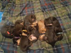 American bully/rottweiler puppies