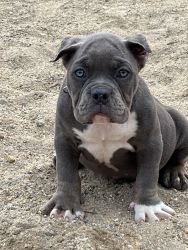 For sale American bully