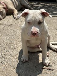 White American Bully/ Terrier Mix with Spotted Eye