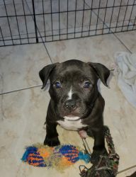 American Bully Pups for sale