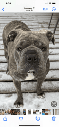 One year old female brindle American Bully free to good home