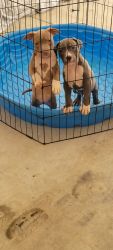 American bully for sale in Lillington NC