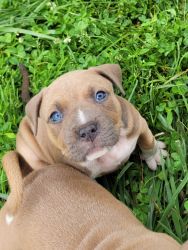 American bully pups famous bloodline