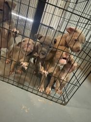 Selling 8week old pitbull puppies