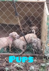 New Bully Pups for sale