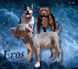 Eros blue boy