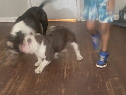 American bully for sale 3 years old