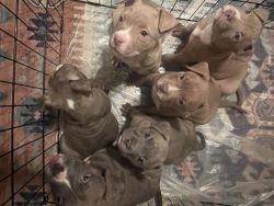 Bullie puppies for sale!!!!