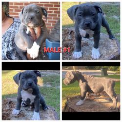 For Sale Standard Bully Puppies