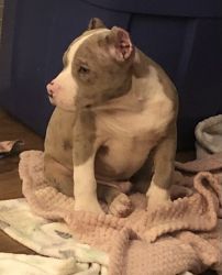 American Bully Extreme Pocket