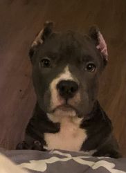 American Bully Extreme Pocky
