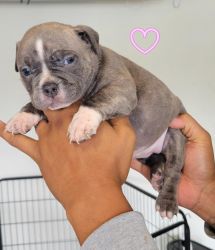 Micro American Bully Puppies