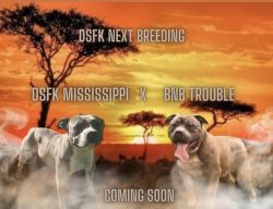 American Bully White And brindle & blue brindle 1 Days Old -