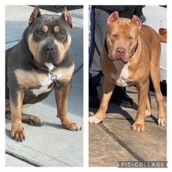 American Bully’s for sale