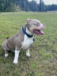 American Bully Looking For A New Home.