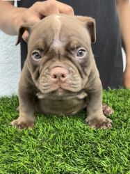 Exotic american bully