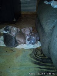 5 Pitbull Puppies 7 weeks old. Super playful,lovable and very energeti