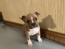 ABKC pups for sale