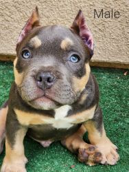 American Bully Puppies for $$$