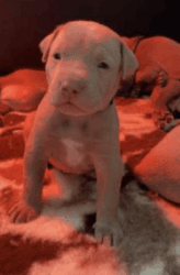 Bully Pups for sale