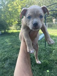 2 male American bully puppies