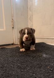 Pocket Bully puppies for sale